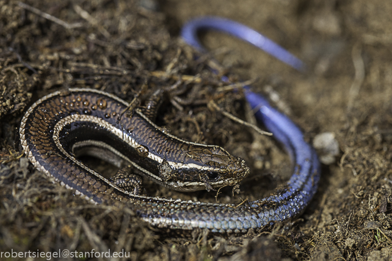 western skink